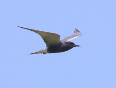 Zwarte Stern - Black Tern