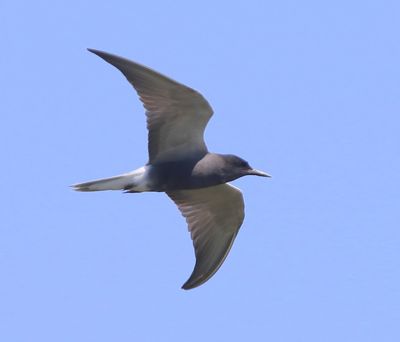 Zwarte Stern - Black Tern