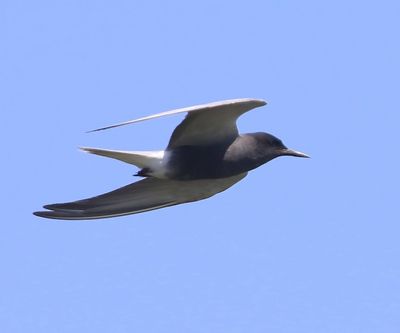 Zwarte Stern - Black Tern