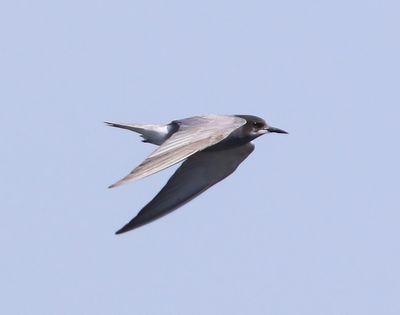 Zwarte Stern - Black Tern
