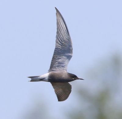 Zwarte Stern - Black Tern