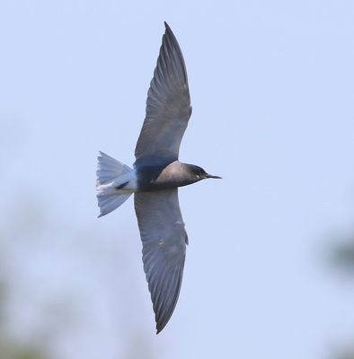 Zwarte Stern - Black Tern