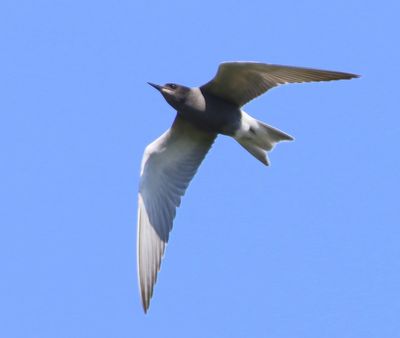 Zwarte Stern - Black Tern