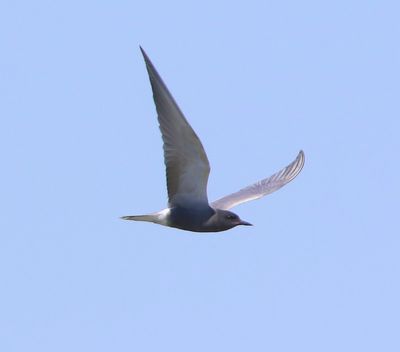 Zwarte Stern - Black Tern