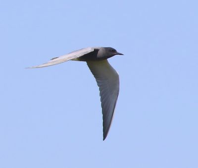 Zwarte Stern - Black Tern