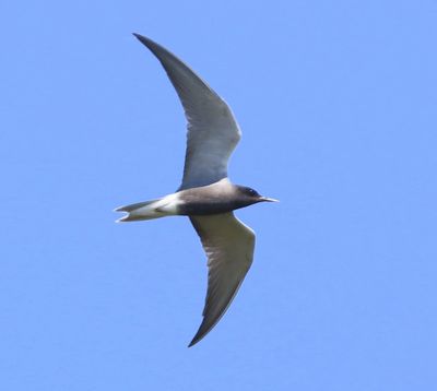Zwarte Stern - Black Tern