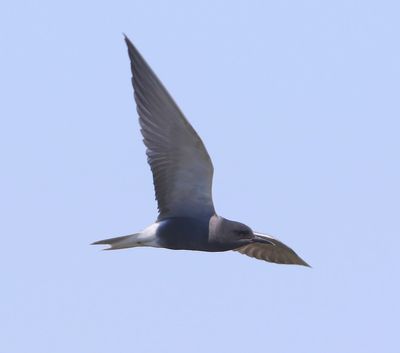 Zwarte Stern - Black Tern