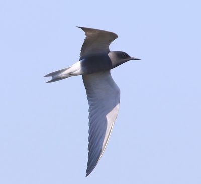 Zwarte Stern - Black Tern