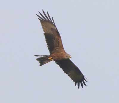 Zwarte Wouw - Black Kite