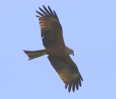 Zwarte Wouw - Black Kite