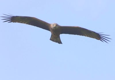 Zwarte Wouw - Black Kite