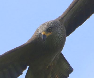 Zwarte Wouw - Black Kite