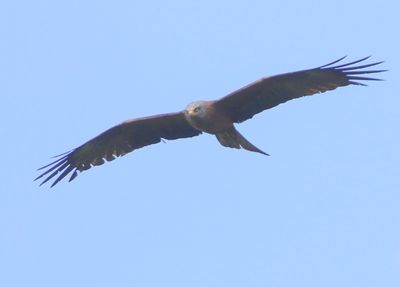 Zwarte Wouw - Black Kite