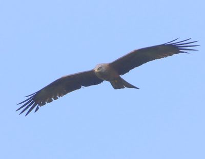 Zwarte Wouw - Black Kite