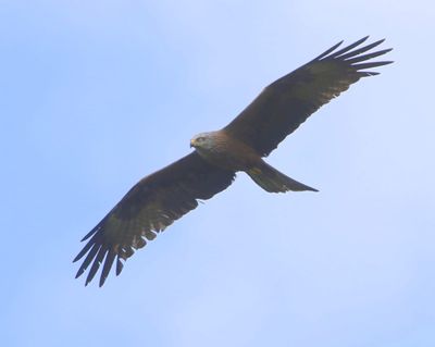 Zwarte Wouw - Black Kite