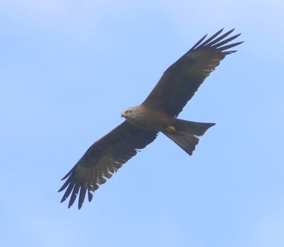 Zwarte Wouw - Black Kite