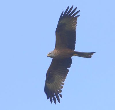 Zwarte Wouw - Black Kite