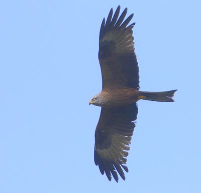 Zwarte Wouw - Black Kite