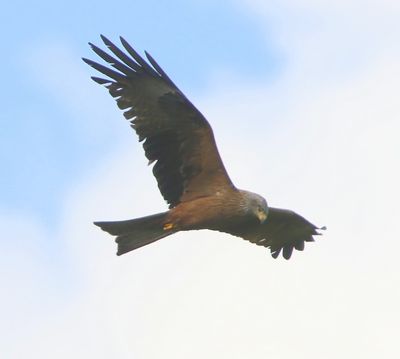 Zwarte Wouw - Black Kite