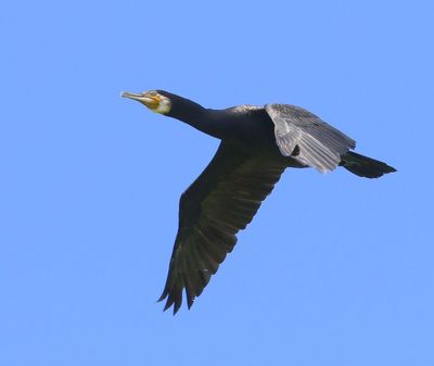 Aalscholver - Great Cormorant