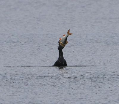 Aalscholver - Great Cormorant