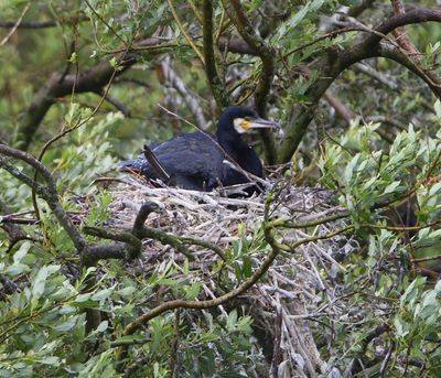 Aalscholver - Great Cormorant