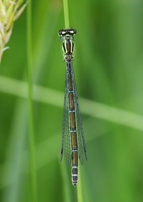 Azuurwaterjuffer - Azure Bluet