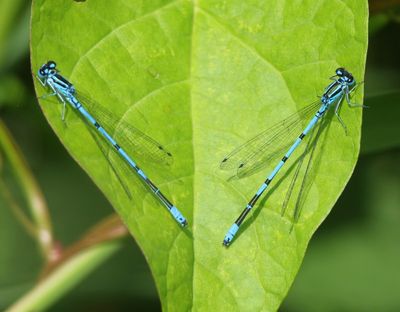 Azuurwaterjuffers - Azure Bluets