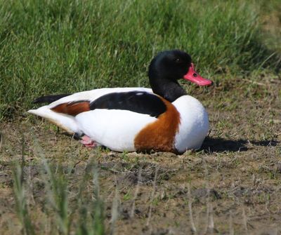 Bergeend - Common Shelduck