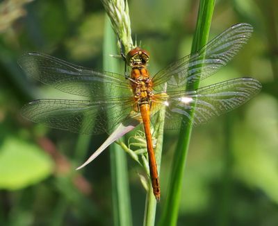 Bloedrode Heidelibel - Ruddy Darter