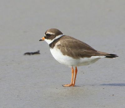 Bontbekplevier - Common Ringed Plover
