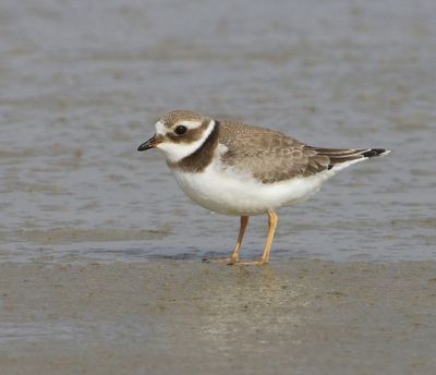 Bontbekplevier - Common Ringed Plover