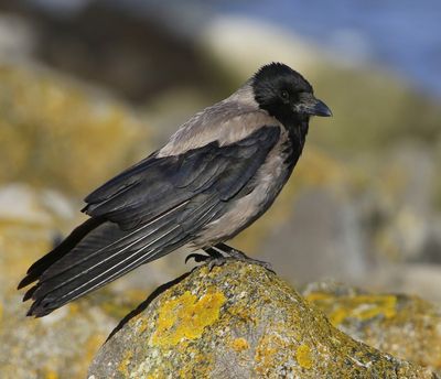 Bonte Kraai - Hooded Crow