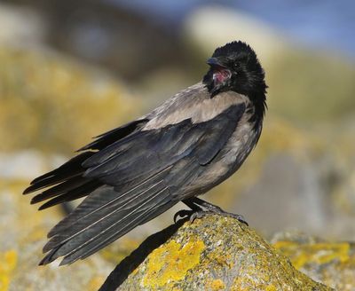Bonte Kraai - Hooded Crow