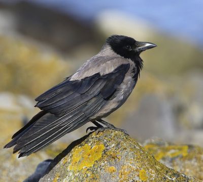 Bonte Kraai - Hooded Crow