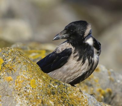 Bonte Kraai - Hooded Crow