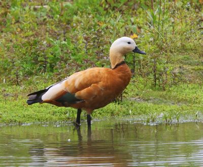Casarca - Ruddy Shelduck