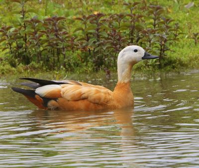 Casarca - Ruddy Shelduck