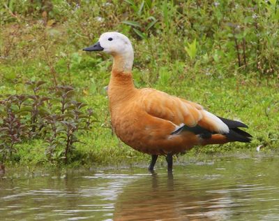 Casarca - Ruddy Shelduck