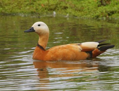 Casarca - Ruddy Shelduck
