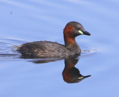 Dodaars - Little Grebe