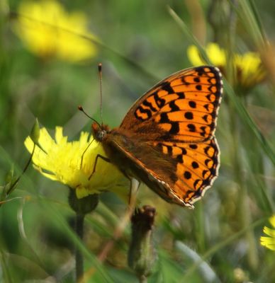 Duinparelmoervlinder - Niobe Fritillary