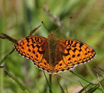 Duinparelmoervlinder - Niobe Fritillary