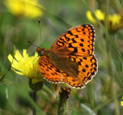 Duinparelmoervlinder - Niobe Fritillary