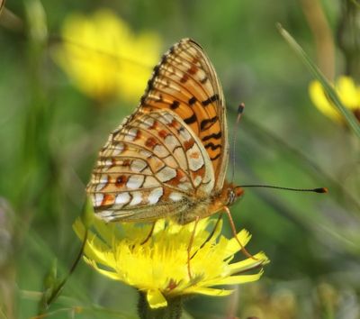 Duinparelmoervlinder - Niobe Fritillary