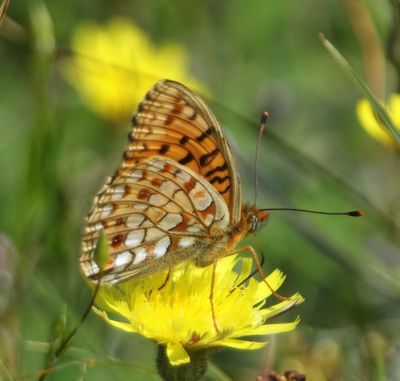 Duinparelmoervlinder - Niobe Fritillary