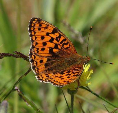 Duinparelmoervlinder - Niobe Fritillary