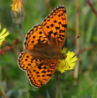 Duinparelmoervlinder - Niobe Fritillary