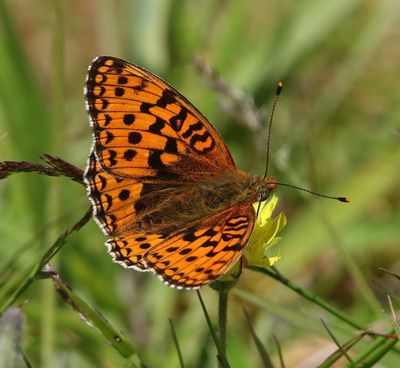 Duinparelmoervlinder - Niobe Fritillary