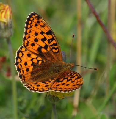 Duinparelmoervlinder - Niobe Fritillary